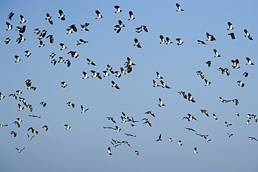 Lapwing (Vanellus vanellus) flock flying. UK