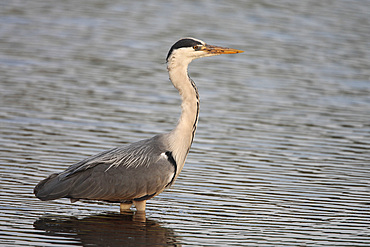 Grey heron (Ardea cinerea). UK