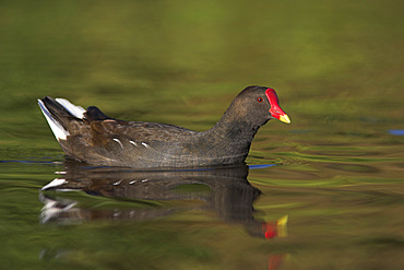 Moorhen (Gallinula chloropus). UK