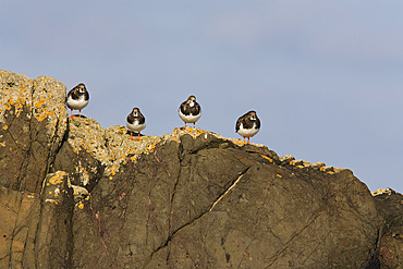 Turnstones (Arenaria interpres). Northumberland, UK