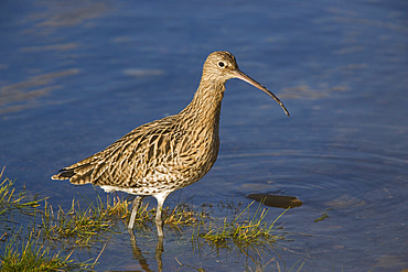 Curlew (Numenius arquata). Northumberland, UK