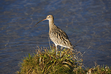 Curlew (Numenius arquata). Northumberland, UK