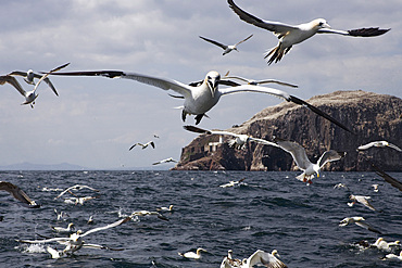 Gannets in flight (Morus bassanus) following fishing boat. Bass Rock, Firth of Forth, Scotland, UK