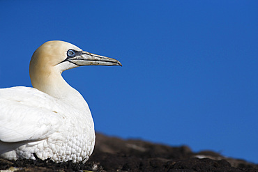 Gannet (Morus bassanus). Bass Rock, Scotland