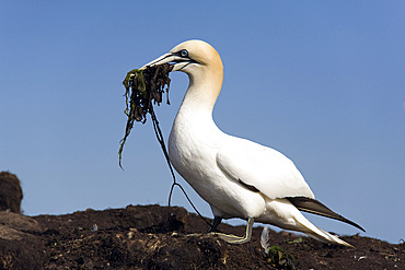 Gannets (Morus bassanus) carrying seaweed for nesting material. Bass Rock, Scotland