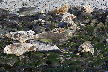 Grey seals (Halichoerus grypus). Farne Islands, Seahouses, Northumberland, UK