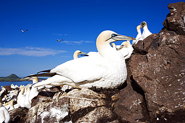 Gannet (Morus bassanus) on nest. Bass Rock, Scotland