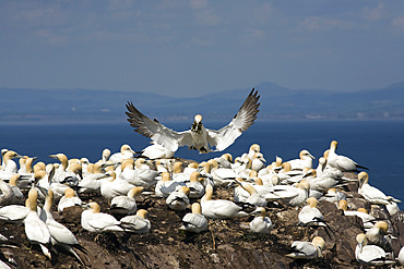 Gannet (Morus bassanus) landing with nesting material. Bass Rock, Scotland