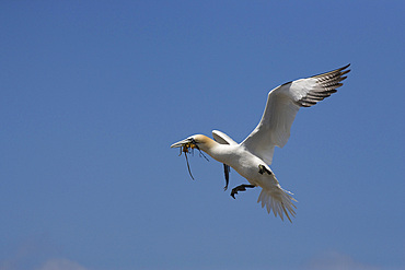 Gannet (Morus bassanus) landing with nesting material. Bass Rock, Scotland