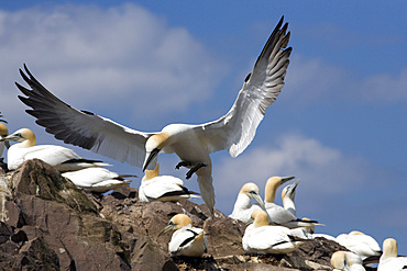 Gannet (Morus bassanus) landing. Bass Rock, Scotland