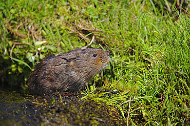 Water vole (Arvicola terrestris). Alston Moor, Cumbria, UK