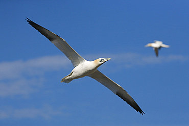 Gannet (Morus bassanus) flying. Bass Rock, Scotland