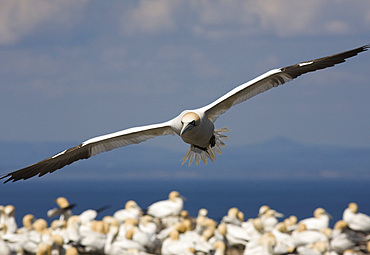 Gannet (Morus bassanus) flying. Bass Rock, Scotland