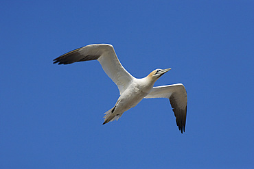 Gannet (Morus bassanus) flying. Bass Rock, Scotland