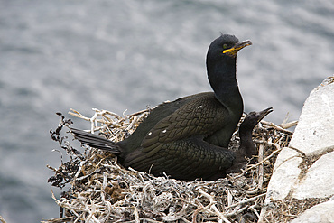 Shag (Phalacrocorax aristotelis) with young. Farne Islands, Northumberland, UK