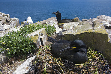 Shags on nests (Phalacrocorax aristotelis). Farne Islands, Northumberland, UK