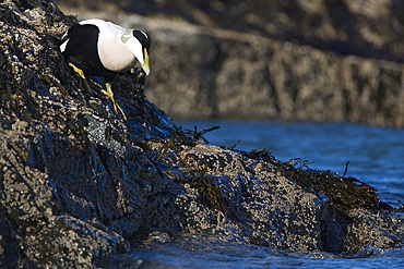 Male eider duck (Somateria mollisima) entering sea. Bamburgh, Northumberland, UK