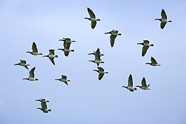 Barnacle geese (Branta leucopsis) in flight. Caerlaverock Wildlife and Wetlands Trust reserve, Dumfries and Galloway, Scotland