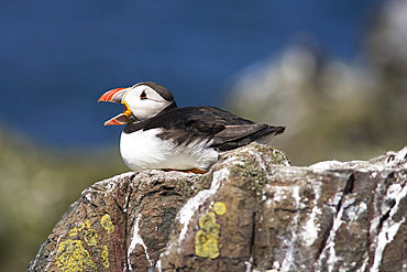 Puffin (Fratercula arctica). Farne Islands, Northumberland, UK