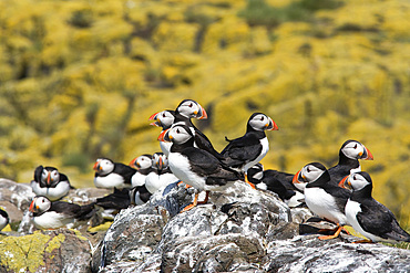 Puffin colony (Fratercula arctica). Farne Islands, Northumberland, UK