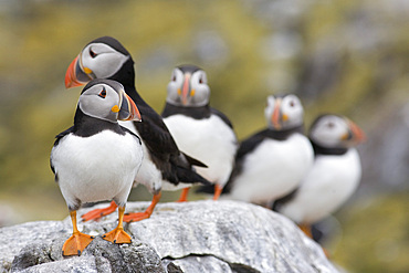 Puffins (Fratercula arctica). Farne Islands, UK