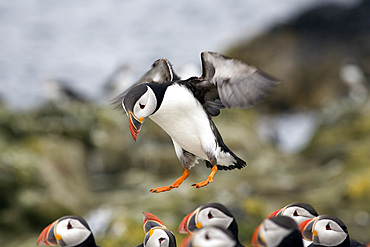 Puffin (Fratercula arctica) landing. Farne Islands, UK