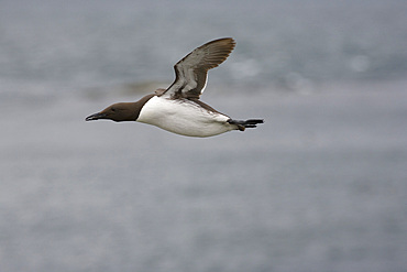 Guillemot (Uria aalge) flying. Farne Islands, Northumberland