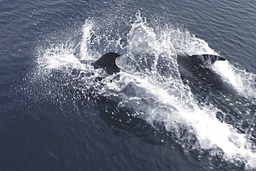 Common Dolphins.Jersey, British Isles