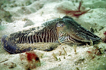 Cuttlefish Sepia officinalis, Jersey, British Isles