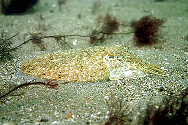 Cuttlefish in sand Sepia officinalis, Jersey, British Isles