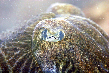 Cuttlefish close up, Sepia officinalis, Jersey, British Isles