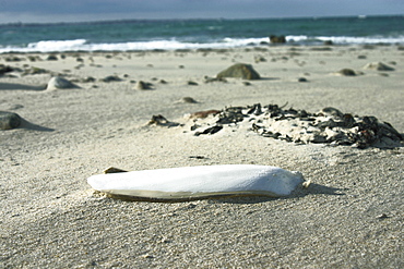 Cuttlefish bone Sepia officinalis, Jersey, British Isles