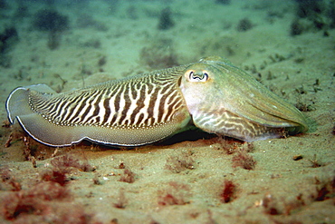 Stripy Cuttlefish on sandy sea bed Sepia officinalis, Jersey, British Isles