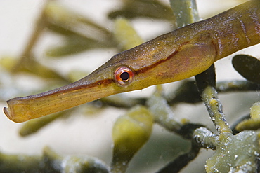 Snake Pipefish (Entelurus aequoreus), Jersey, Channel Islands