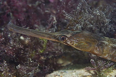 Greater Pipefish (Syngnathus acus), Jersey, Channel Islands