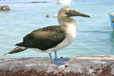Booby Santa Cruz. Galapagos.