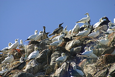 Gannet colony Sula bassana, Alderney, British Isels