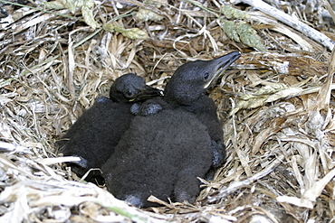 Shag chicks. Phalacrocorax aristotelis,  Sark, British Isles