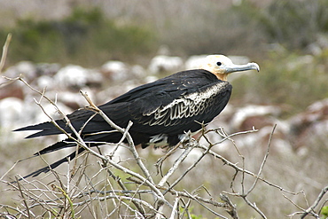 Friatebird. Galapagos.