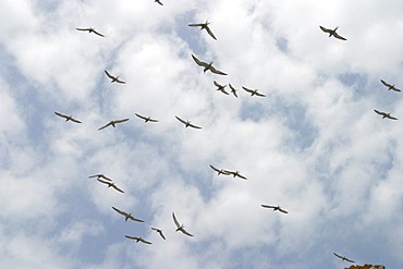 Common Terns in flight (Sterna hirundo) Jersey, British Isles