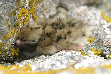 Common Tern chick (Sterna hirundo), Jersey, British Isles