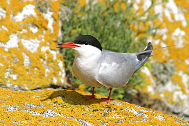 Common Tern (Sterna hirundo) , Jersey, British Isles