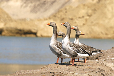 Greylag Geese. Jersey, British Isles