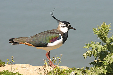 Lapwing  (Vanellus vanellus), Jersey, British Isles