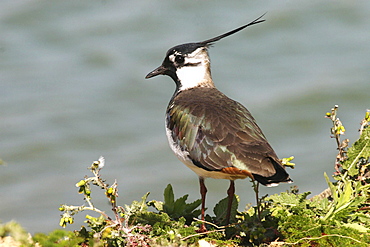 Lapwing  (Vanellus vanellus), Jersey, British Isles