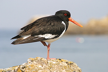 Oystercatcher Haematopus ostralaus, Les Ecrehous, Jersey, British Isles