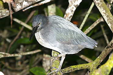 Lava heron. Galapagos.