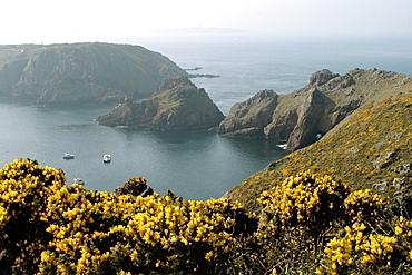 Gorse above Harve Gosslein, Sark, British Isles