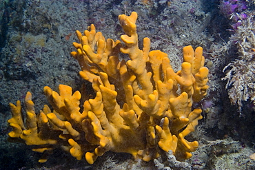 Yellow Staghorn Sponge Axinella dissimilis