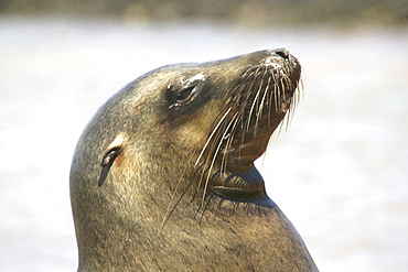 Sealion. Bartoleme, Galapagos.